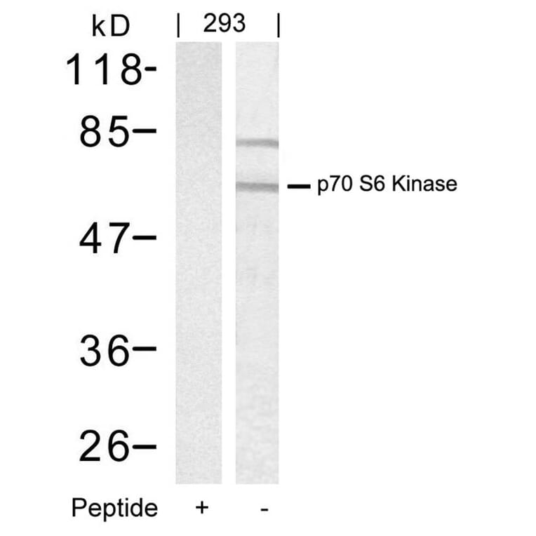 Western blot - p70 S6 Kinase (Ab-389) Antibody from Signalway Antibody (21182) - Antibodies.com