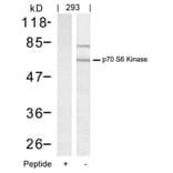 Western blot - p70 S6 Kinase (Ab-389) Antibody from Signalway Antibody (21182) - Antibodies.com