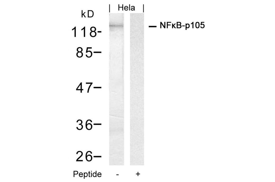 Western blot - NFkB-p105 (Ab-927) Antibody from Signalway Antibody (21312) - Antibodies.com