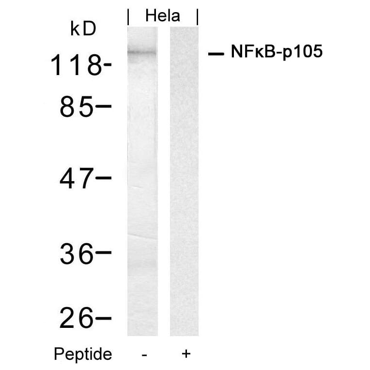 Western blot - NFkB-p105 (Ab-927) Antibody from Signalway Antibody (21312) - Antibodies.com