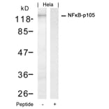 Western blot - NFkB-p105 (Ab-927) Antibody from Signalway Antibody (21312) - Antibodies.com