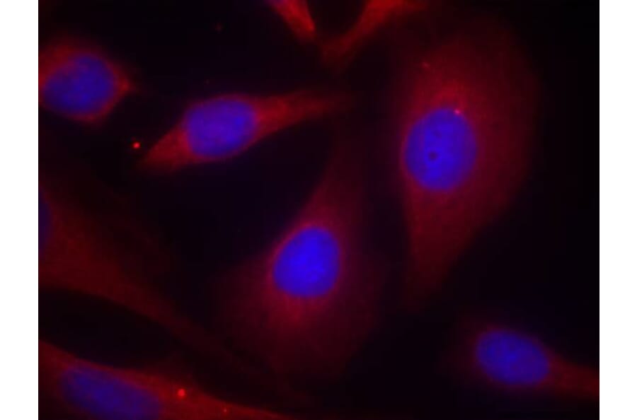Immunofluorescence - NFkB-p105 (Ab-927) Antibody from Signalway Antibody (21312) - Antibodies.com