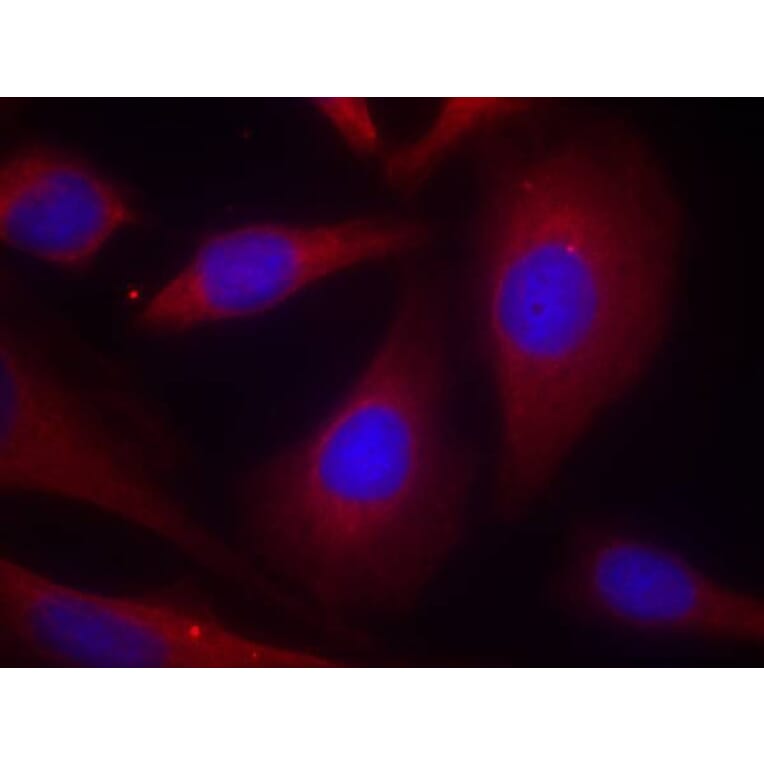 Immunofluorescence - NFkB-p105 (Ab-927) Antibody from Signalway Antibody (21312) - Antibodies.com