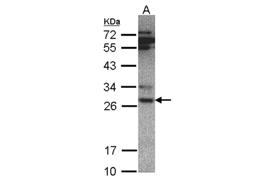 20S Proteasome alpha 6 antibody from Signalway Antibody (23059) - Antibodies.com