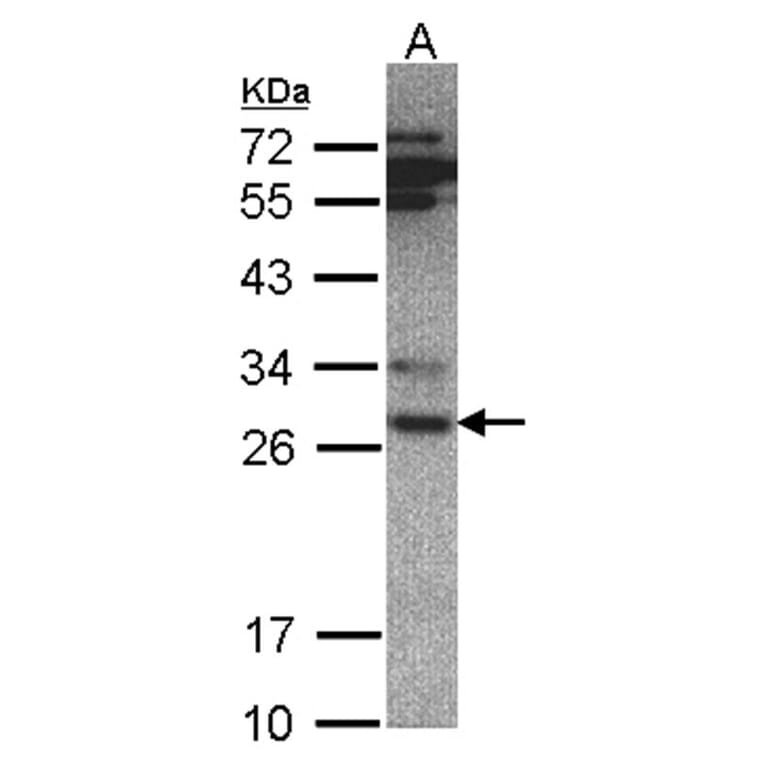 20S Proteasome alpha 6 antibody from Signalway Antibody (23059) - Antibodies.com