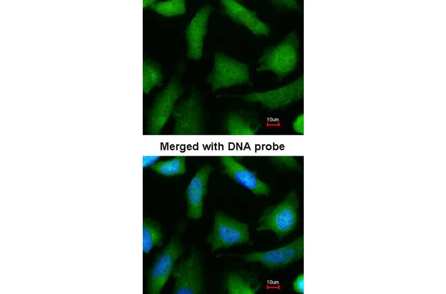 Immunofluorescence - 20S Proteasome alpha 6 antibody from Signalway Antibody (23059) - Antibodies.com