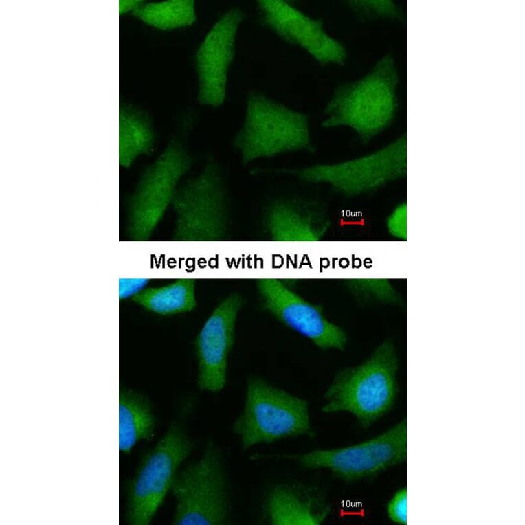 Immunofluorescence - 20S Proteasome alpha 6 antibody from Signalway Antibody (23059) - Antibodies.com