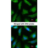 Immunofluorescence - 20S Proteasome alpha 6 antibody from Signalway Antibody (23059) - Antibodies.com