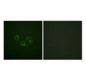Immunofluorescence - EPHA2/3/4 (Ab-588/596) Antibody from Signalway Antibody (33159) - Antibodies.com