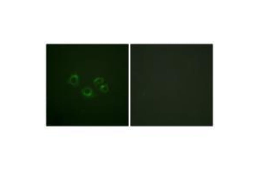 Immunofluorescence - EPHA2/3/4 (Ab-588/596) Antibody from Signalway Antibody (33159) - Antibodies.com