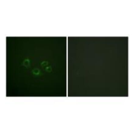 Immunofluorescence - EPHA2/3/4 (Ab-588/596) Antibody from Signalway Antibody (33159) - Antibodies.com