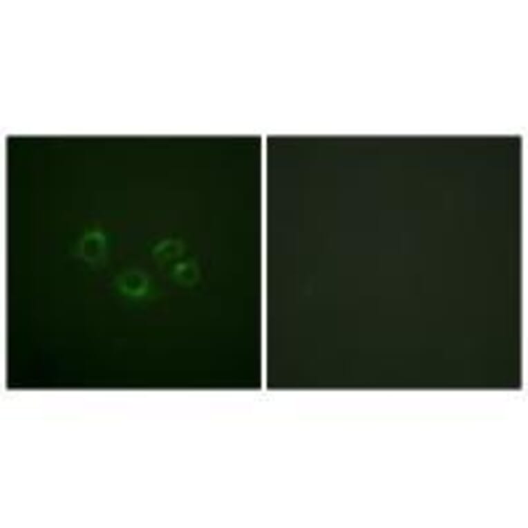 Immunofluorescence - EPHA2/3/4 (Ab-588/596) Antibody from Signalway Antibody (33159) - Antibodies.com