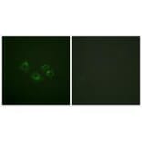 Immunofluorescence - EPHA2/3/4 (Ab-588/596) Antibody from Signalway Antibody (33159) - Antibodies.com