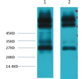 Western blot - EFHD1 Mouse Monoclonal Antibody from Signalway Antibody (38043) - Antibodies.com