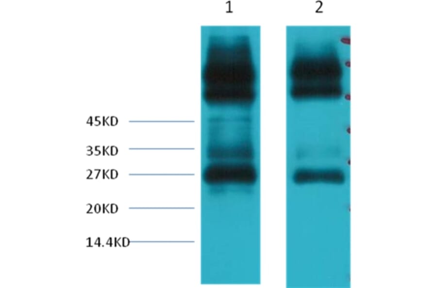 Western blot - EFHD1 Mouse Monoclonal Antibody from Signalway Antibody (38043) - Antibodies.com