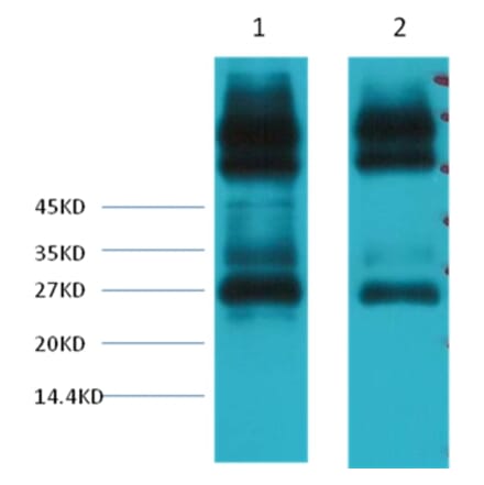Western blot - EFHD1 Mouse Monoclonal Antibody from Signalway Antibody (38043) - Antibodies.com
