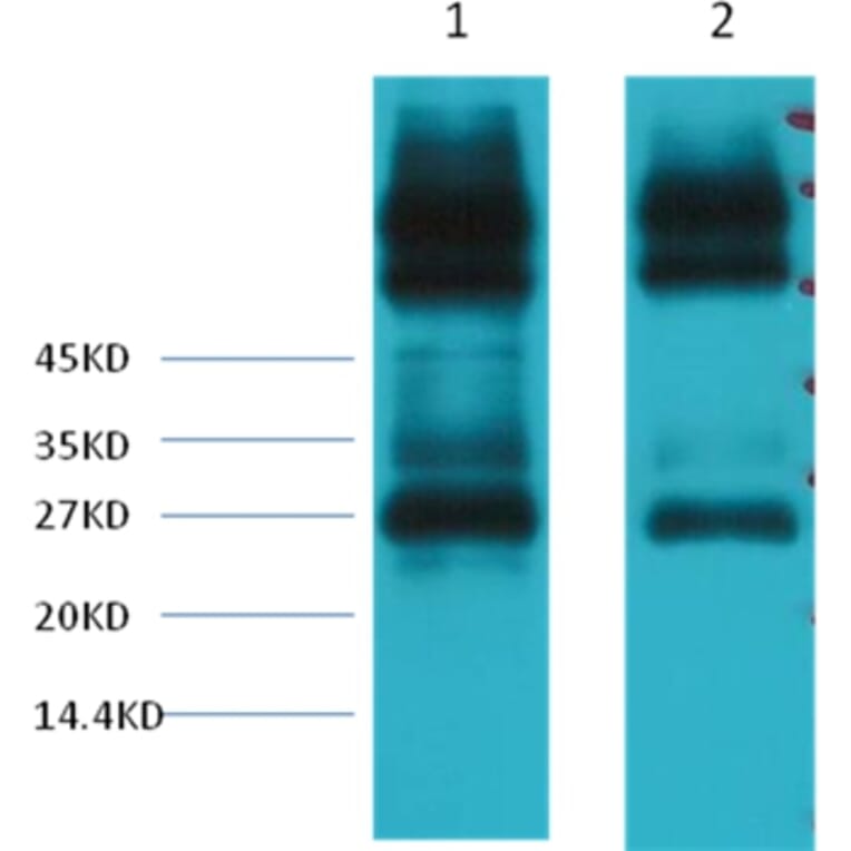 Western blot - EFHD1 Mouse Monoclonal Antibody from Signalway Antibody (38043) - Antibodies.com
