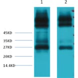 Western blot - EFHD1 Mouse Monoclonal Antibody from Signalway Antibody (38043) - Antibodies.com