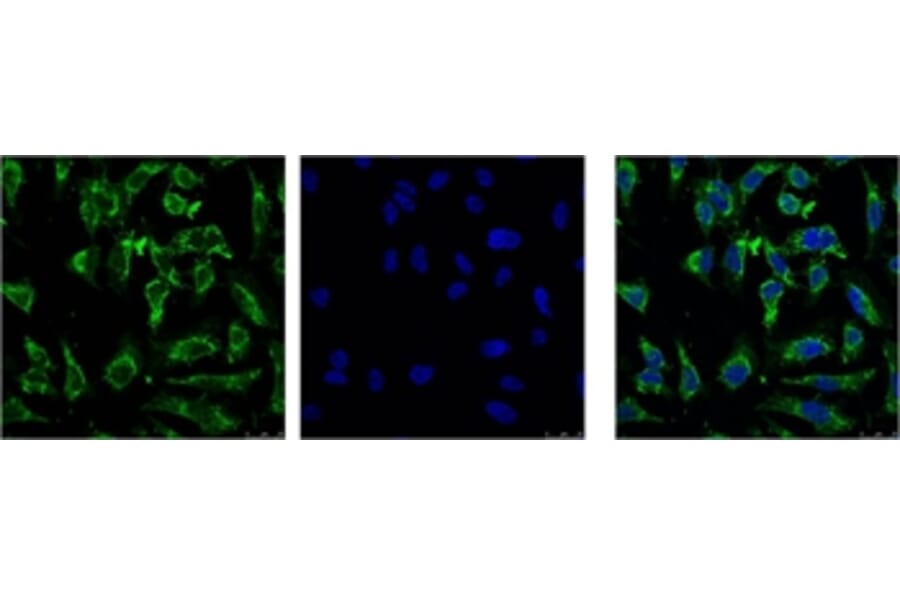 EFHD1 Mouse Monoclonal Antibody from Signalway Antibody (38043) - Antibodies.com
