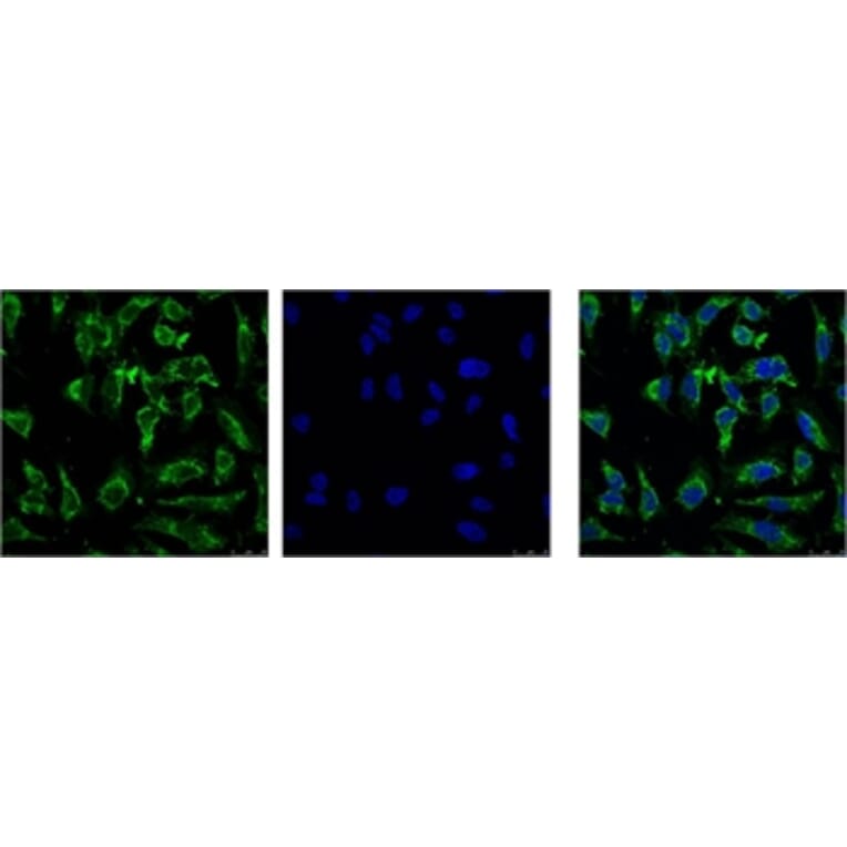 EFHD1 Mouse Monoclonal Antibody from Signalway Antibody (38043) - Antibodies.com