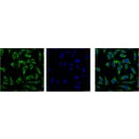 EFHD1 Mouse Monoclonal Antibody from Signalway Antibody (38043) - Antibodies.com