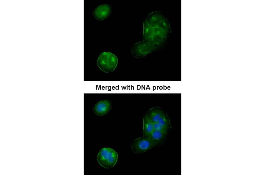 Immunofluorescence - Thrombomodulin (CD141) antibody from Signalway Antibody (22197) - Antibodies.com