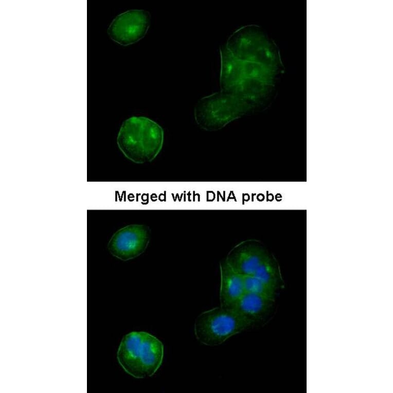 Immunofluorescence - Thrombomodulin (CD141) antibody from Signalway Antibody (22197) - Antibodies.com