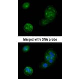 Immunofluorescence - Thrombomodulin (CD141) antibody from Signalway Antibody (22197) - Antibodies.com
