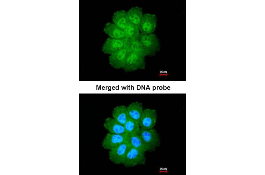 Immunofluorescence - Bcl-2-like protein 12 antibody from Signalway Antibody (22281) - Antibodies.com