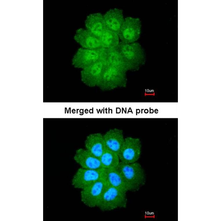 Immunofluorescence - Bcl-2-like protein 12 antibody from Signalway Antibody (22281) - Antibodies.com