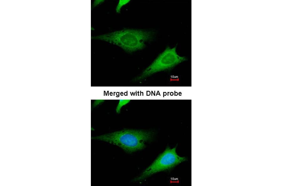 Immunofluorescence - ribosomal protein S3a antibody from Signalway Antibody (22544) - Antibodies.com