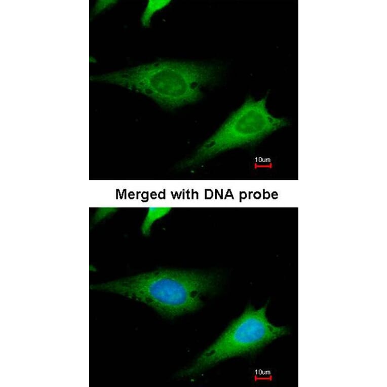 Immunofluorescence - ribosomal protein S3a antibody from Signalway Antibody (22544) - Antibodies.com