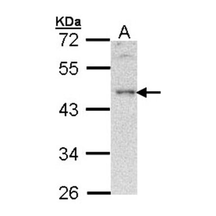 B-cell linker protein antibody from Signalway Antibody (22943) - Antibodies.com
