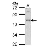 B-cell linker protein antibody from Signalway Antibody (22943) - Antibodies.com