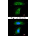 Immunofluorescence - B-cell linker protein antibody from Signalway Antibody (22943) - Antibodies.com