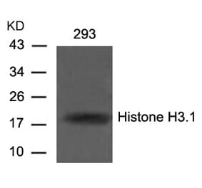 Western blot - Histone H3.1 (Ab-10) Antibody from Signalway Antibody (21137) - Antibodies.com