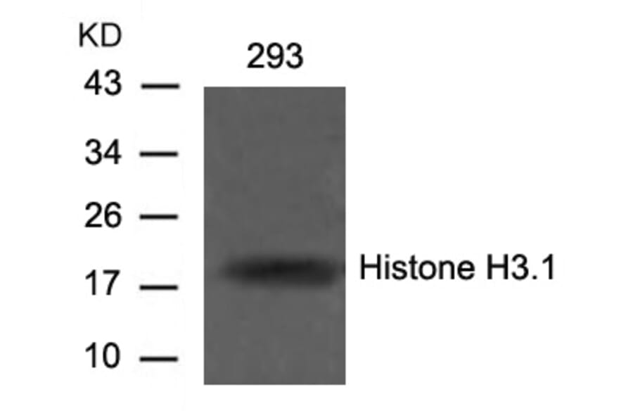 Western blot - Histone H3.1 (Ab-10) Antibody from Signalway Antibody (21137) - Antibodies.com