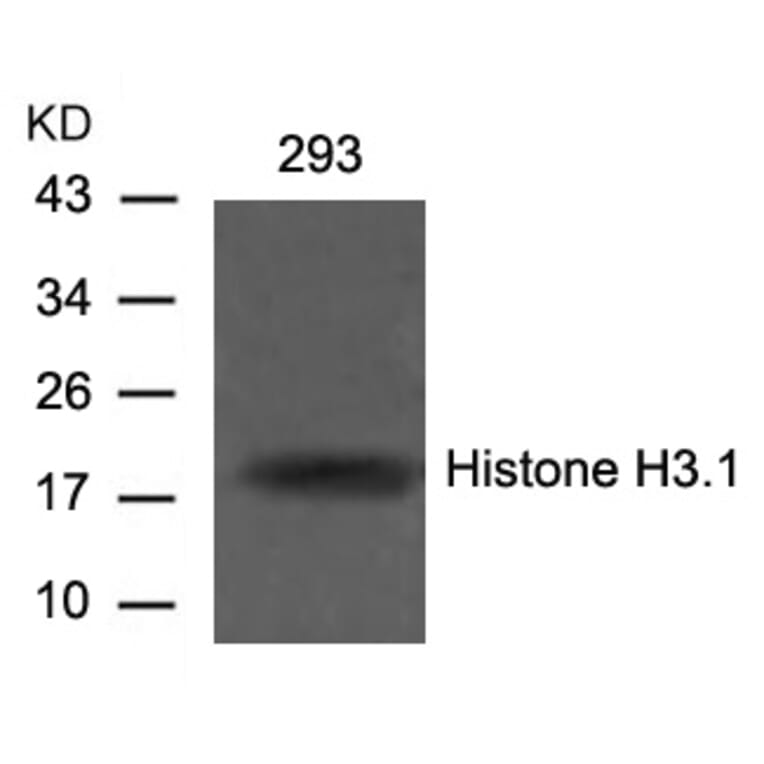Western blot - Histone H3.1 (Ab-10) Antibody from Signalway Antibody (21137) - Antibodies.com