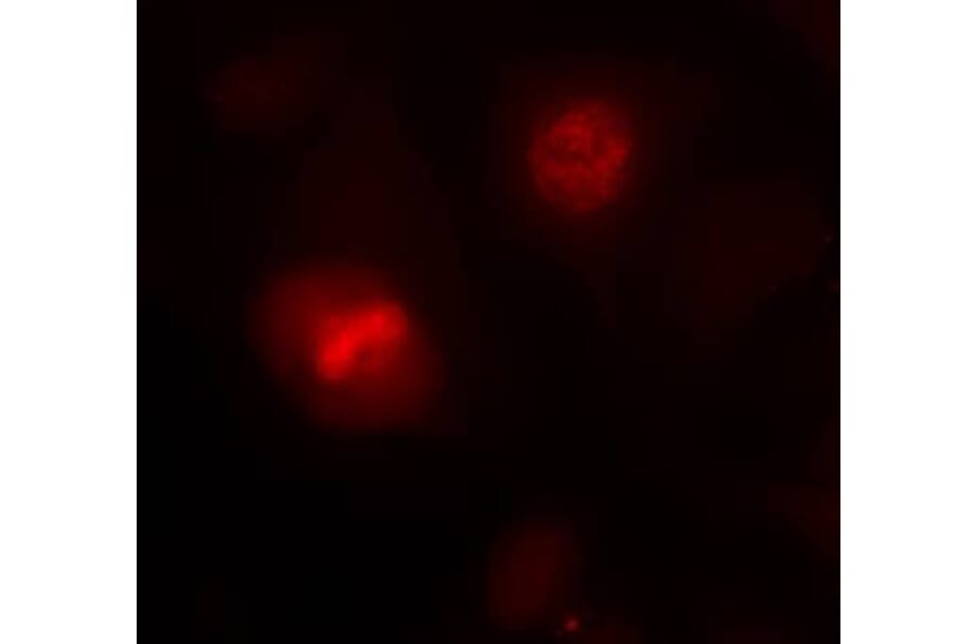 Immunofluorescence - Histone H3.1 (Ab-10) Antibody from Signalway Antibody (21137) - Antibodies.com