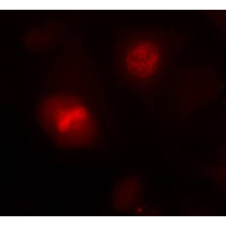 Immunofluorescence - Histone H3.1 (Ab-10) Antibody from Signalway Antibody (21137) - Antibodies.com