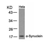 Western blot - a-Synuclein (Ab-133) Antibody from Signalway Antibody (21277) - Antibodies.com