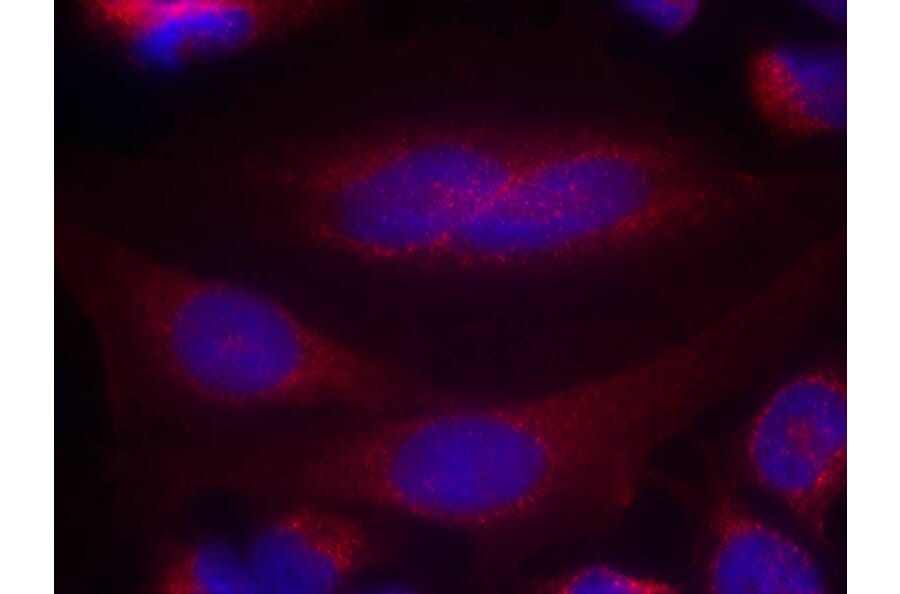 Immunofluorescence - a-Synuclein (Ab-133) Antibody from Signalway Antibody (21277) - Antibodies.com
