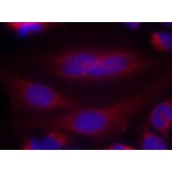 Immunofluorescence - a-Synuclein (Ab-133) Antibody from Signalway Antibody (21277) - Antibodies.com