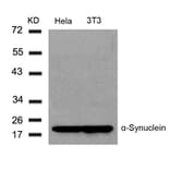 Western blot - a-Synuclein (Ab-136) Antibody from Signalway Antibody (21278) - Antibodies.com