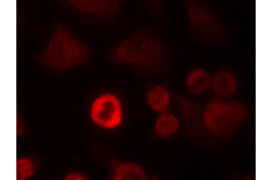 Immunofluorescence - a-Synuclein (Ab-136) Antibody from Signalway Antibody (21278) - Antibodies.com
