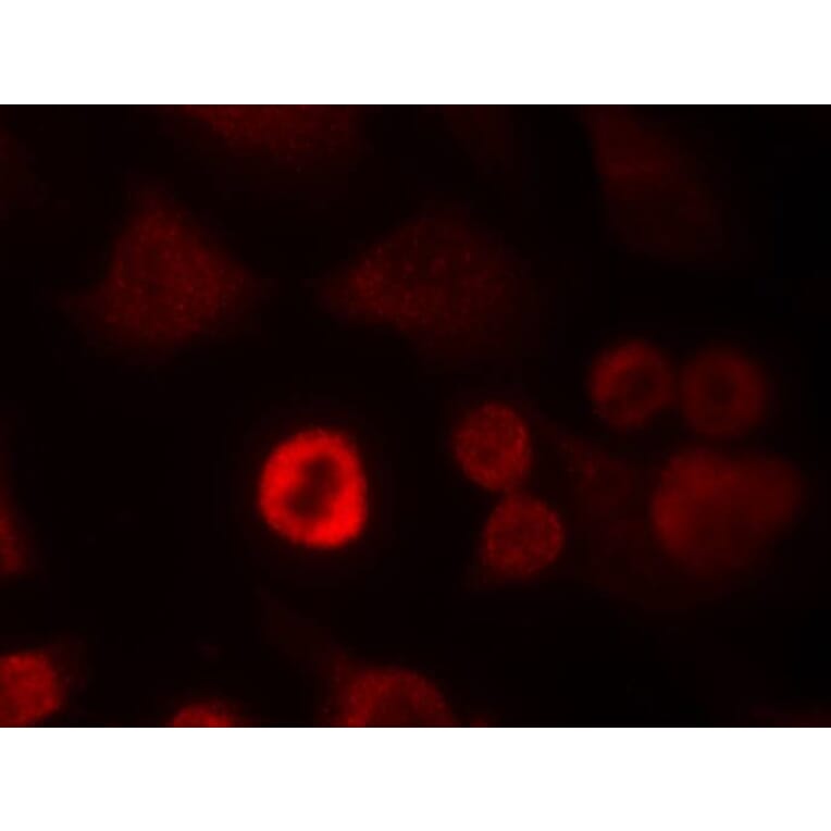 Immunofluorescence - a-Synuclein (Ab-136) Antibody from Signalway Antibody (21278) - Antibodies.com