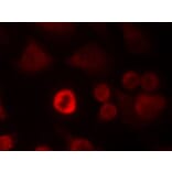 Immunofluorescence - a-Synuclein (Ab-136) Antibody from Signalway Antibody (21278) - Antibodies.com