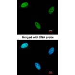 Immunofluorescence - Deoxycytidine kinase antibody from Signalway Antibody (22571) - Antibodies.com