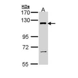 PI3 Kinase p110 beta antibody from Signalway Antibody (22912) - Antibodies.com