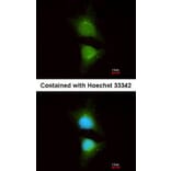 Immunofluorescence - PI3 Kinase p110 beta antibody from Signalway Antibody (22912) - Antibodies.com